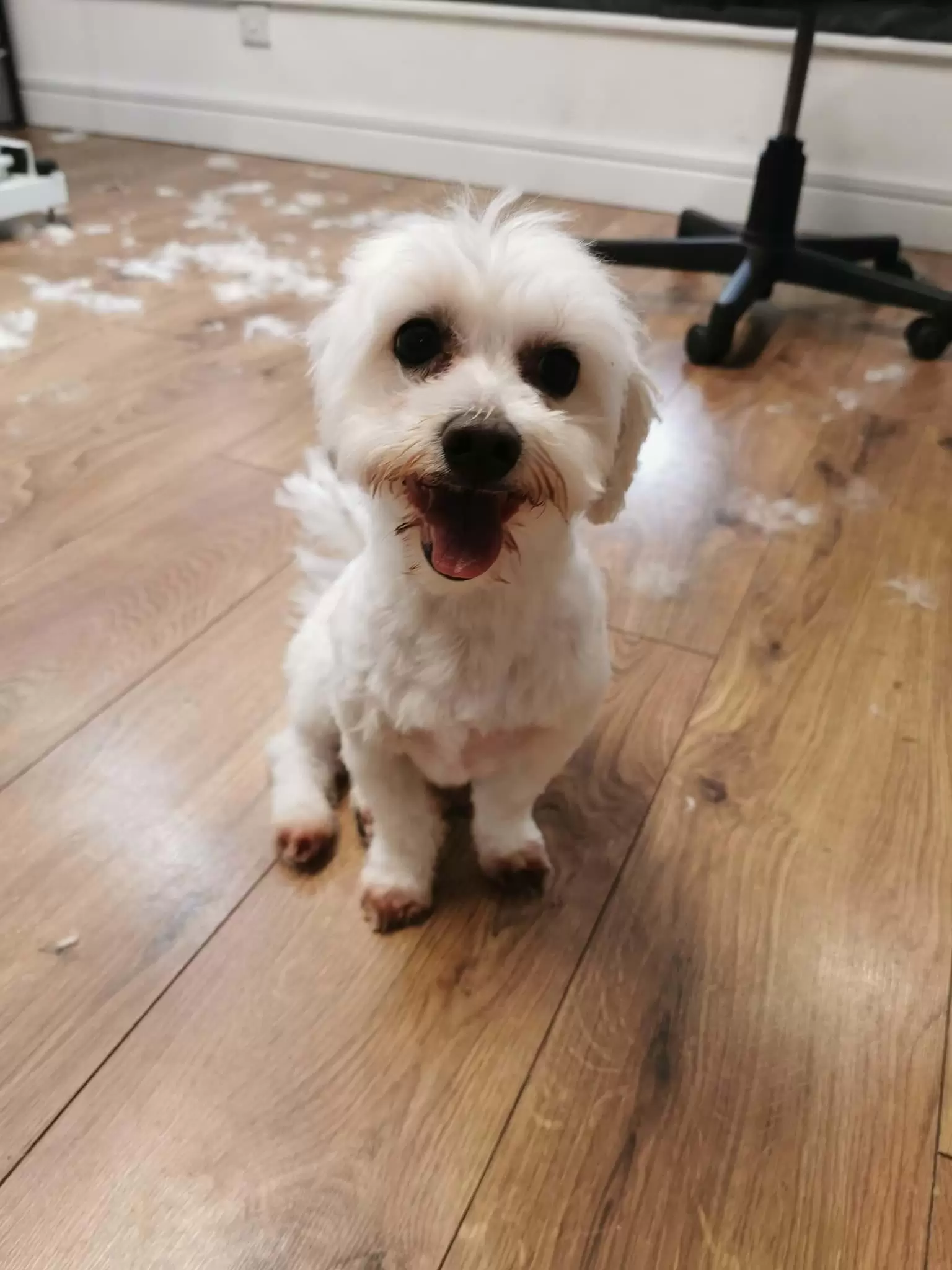 Small White Dog After getting a Haircut, with tounge out and smiling