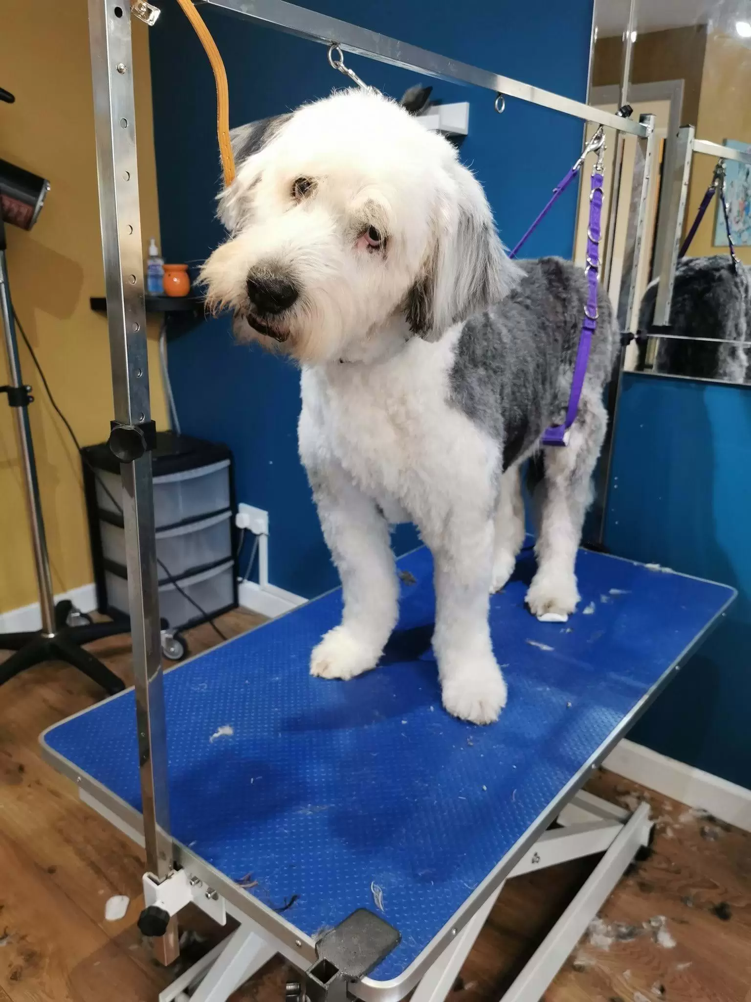 Large White and Grey Dog standing on the grooming table, with head tilted t the side