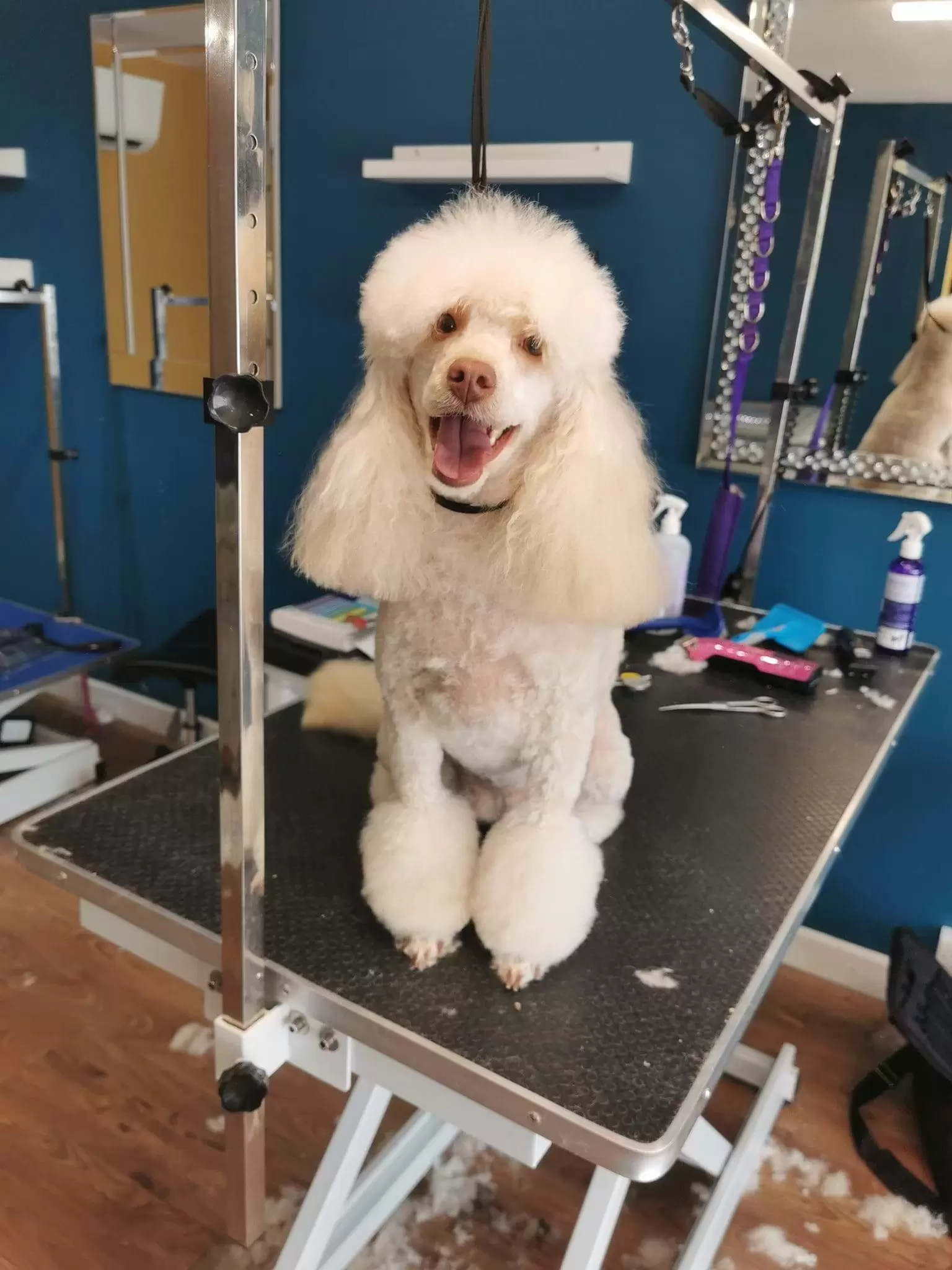 Small White Dog sitting on the grooming table, with tounge out and head tilted to the side