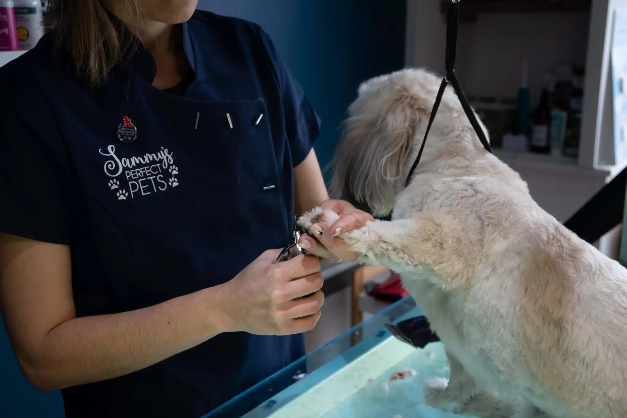 Dog Getting Nails Clipped