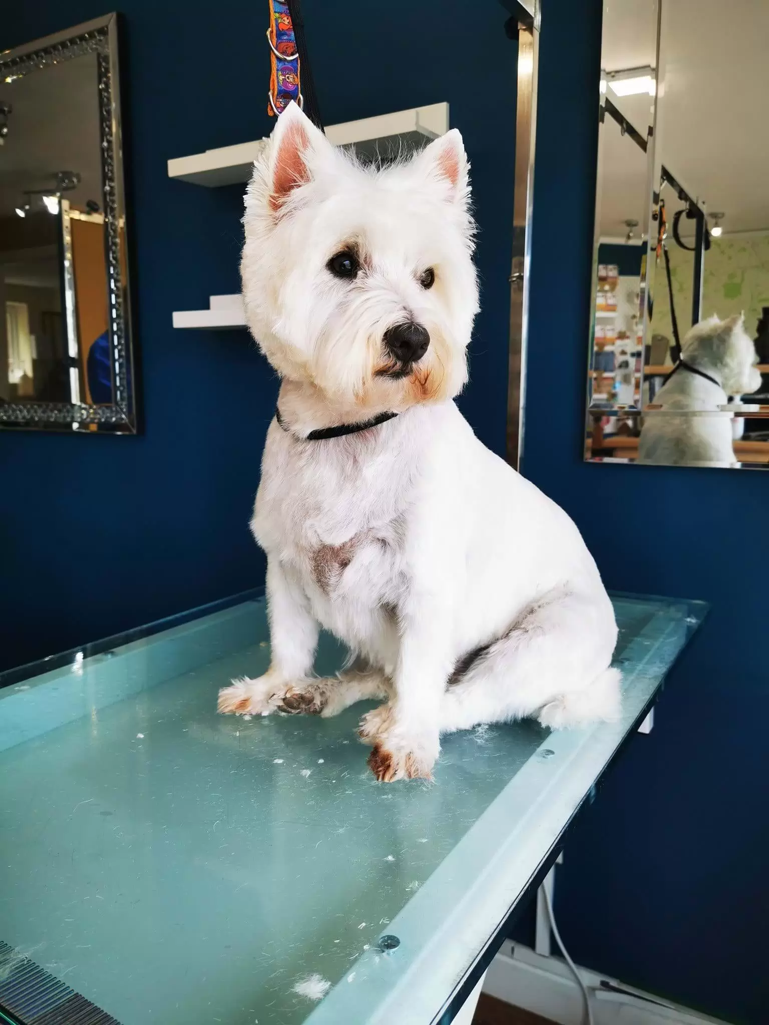 Small White Dog sitting on the grooming table, looking at the window
