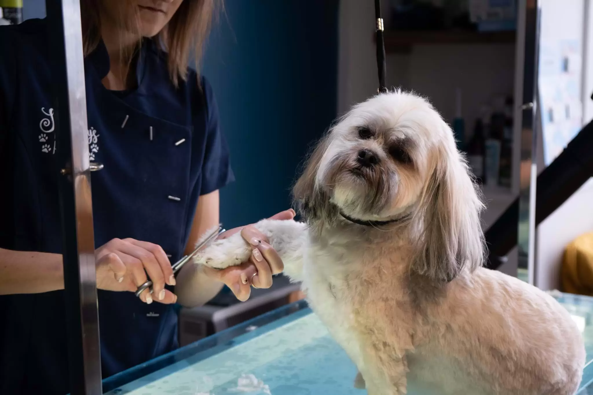 Dog Getting the Fur on her paws trimmed