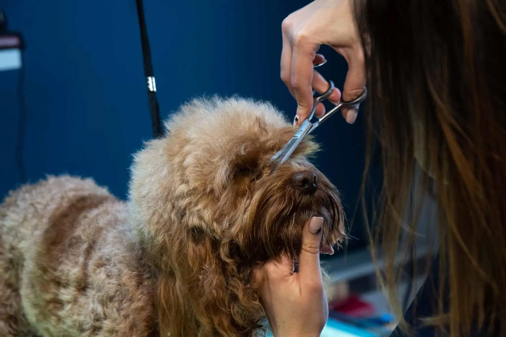 Sammys Trimming Fur Infront of Dogs eyes with Scissors