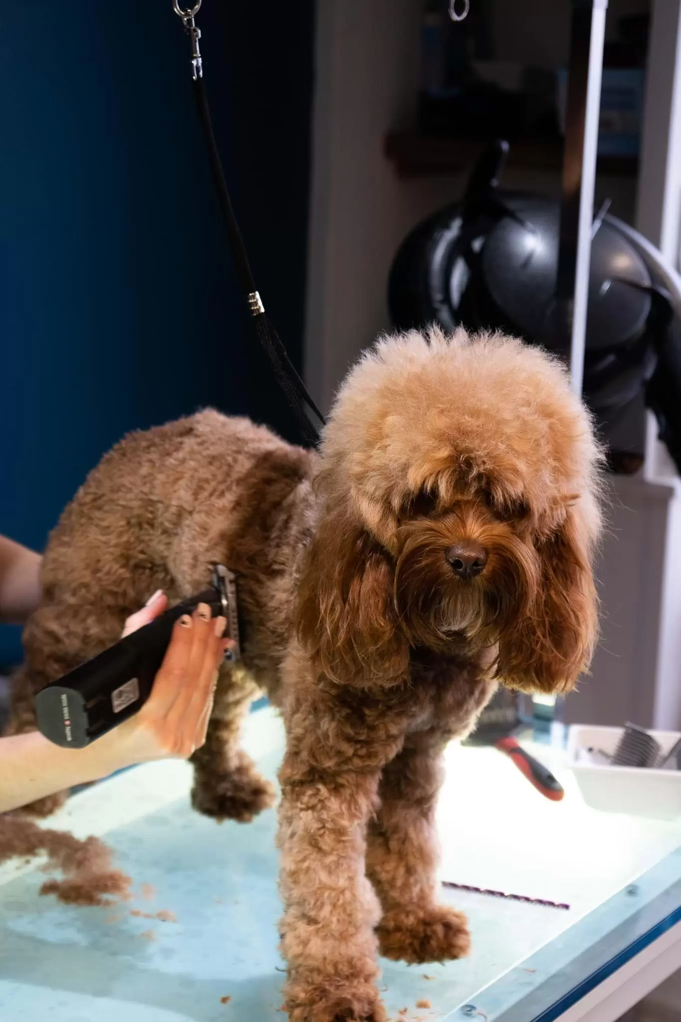 Cute dog getting hair trimmed